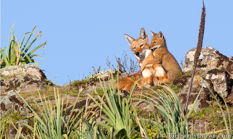 ��֪����ô��Ұ��������д�漯�𣿣�ͼ��