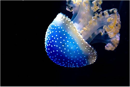 ����������������ɫ�ġ�Ģ����Сˮĸ��ͼ��