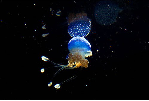 ����������������ɫ�ġ�Ģ����Сˮĸ��ͼ��