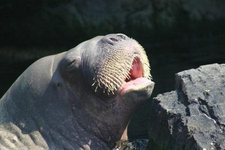 �̵㶯���������ͬ�������� ��Ȥ��