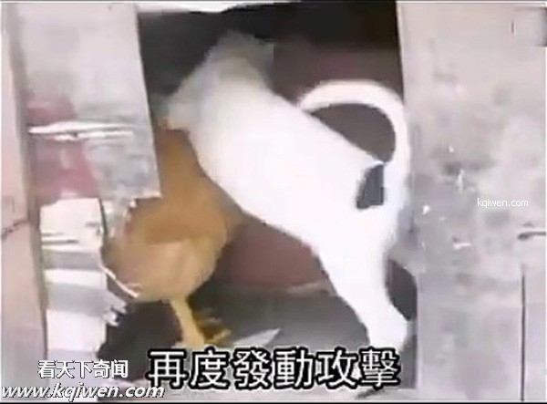 ��ɫС�������컯�����Ｆ(��ͼ)