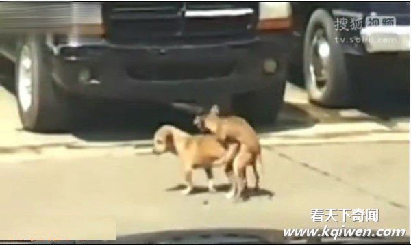 ʵ���������ְ�������������� Χ��·�˿�Ц����(��Ƶ����ͼ)